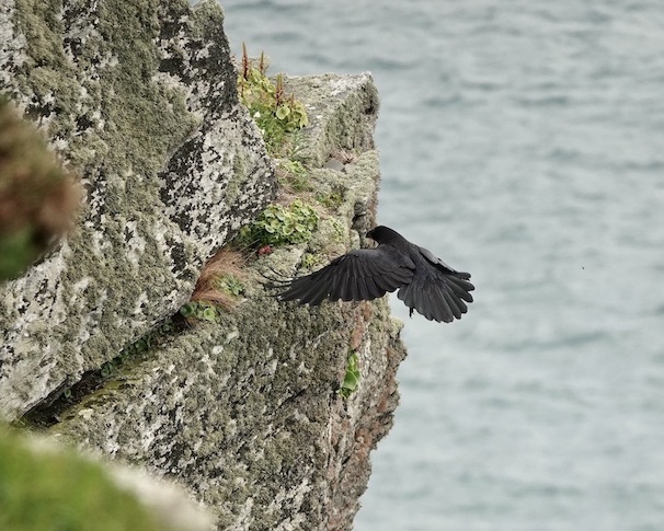 raven